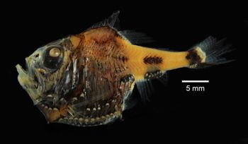 Media type: image; Ichthyology 157949